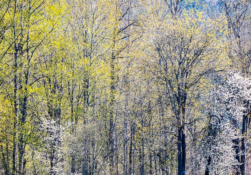 USA-Washington State-Fall City Cottonwoods just budding out in the spring along the Snoqualmie River
